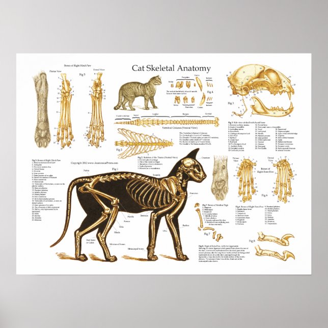 Póster Poster de anatomía esquelética felina del gato (Frente)