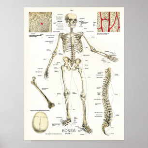 Póster Poster de Anatomía Esquelética Humana