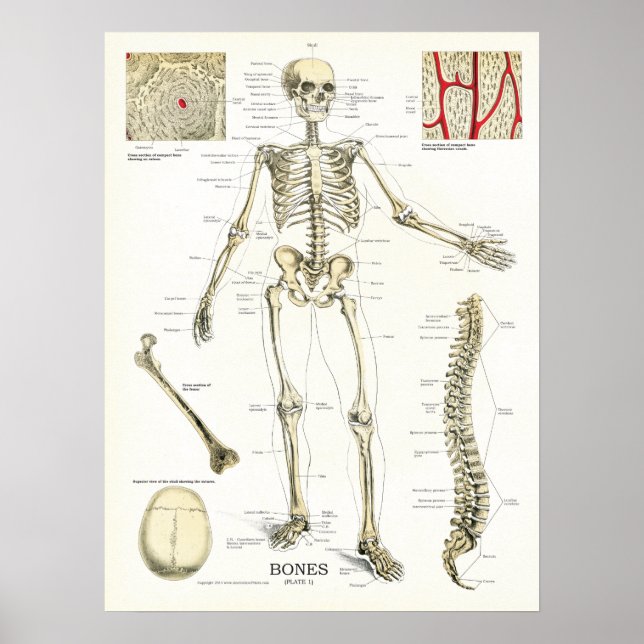 Póster Poster de Anatomía Esquelética Humana (Frente)