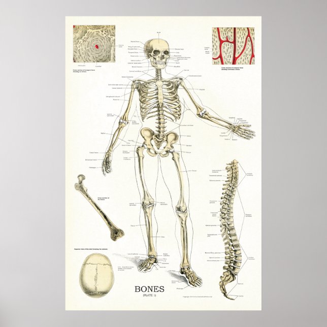 Póster Poster de anatomía esquelética humana 24 x 36 (Frente)