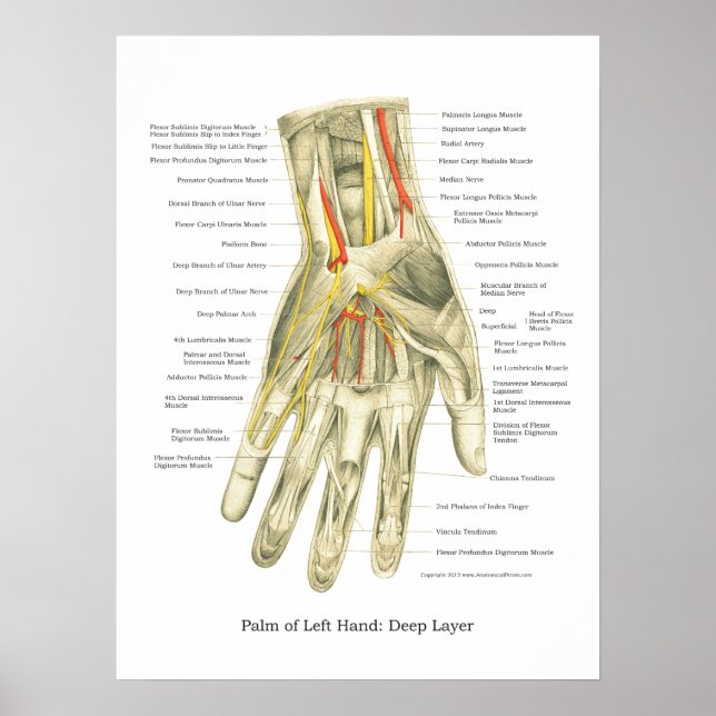 Póster Poster de anatomía interna de mano y muñeca (Frente)