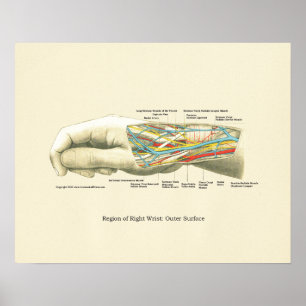 Póster Poster de anatomía interna de mano y muñeca