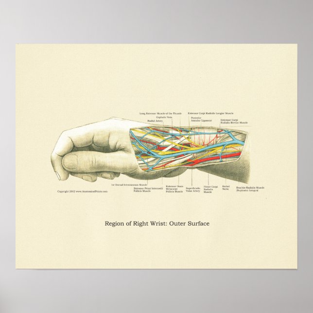 Póster Poster de anatomía interna de mano y muñeca (Frente)