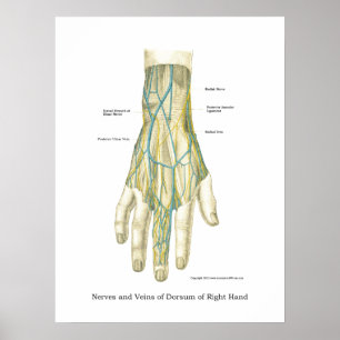 Póster Poster de anatomía interna de mano y muñeca