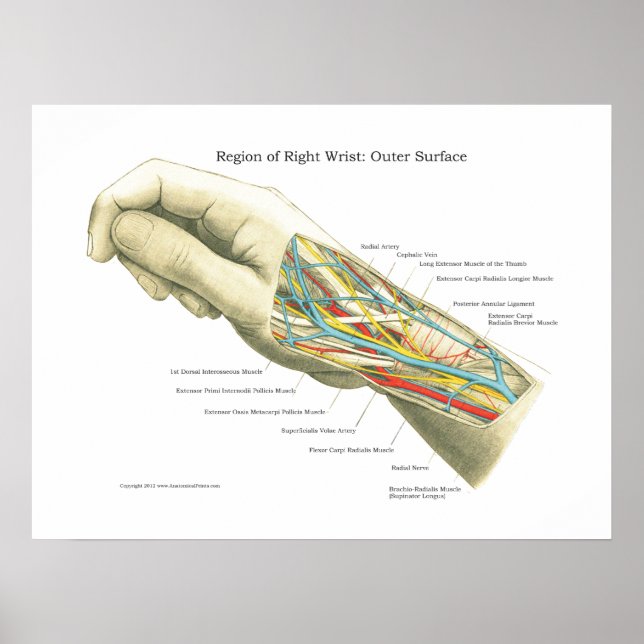 Póster Poster de anatomía interna de mano y muñeca (Frente)