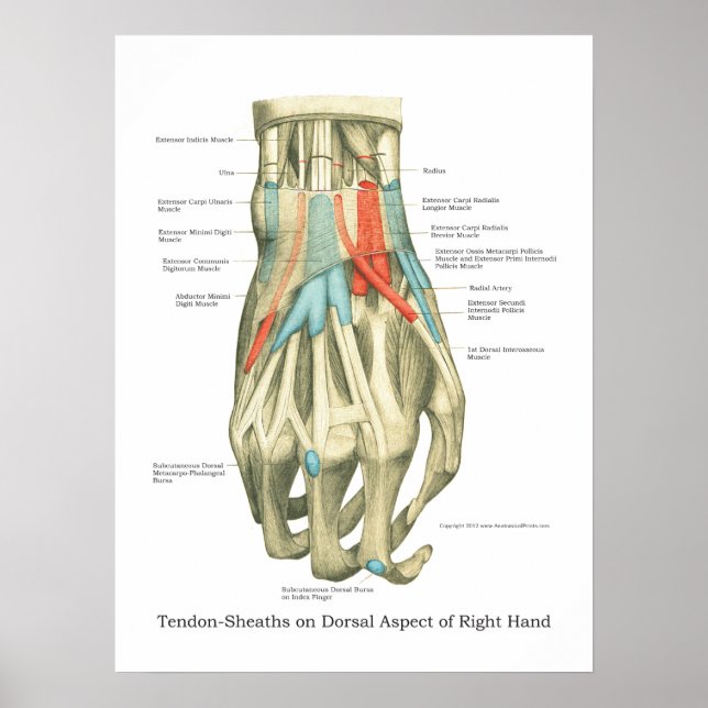 Póster Poster de anatomía interna de mano y muñeca (Frente)