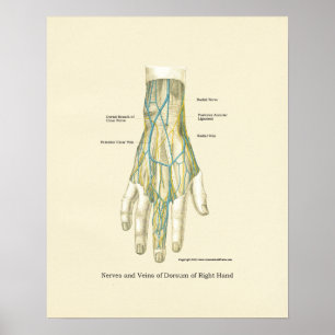 Póster Poster de anatomía interna de mano y muñeca