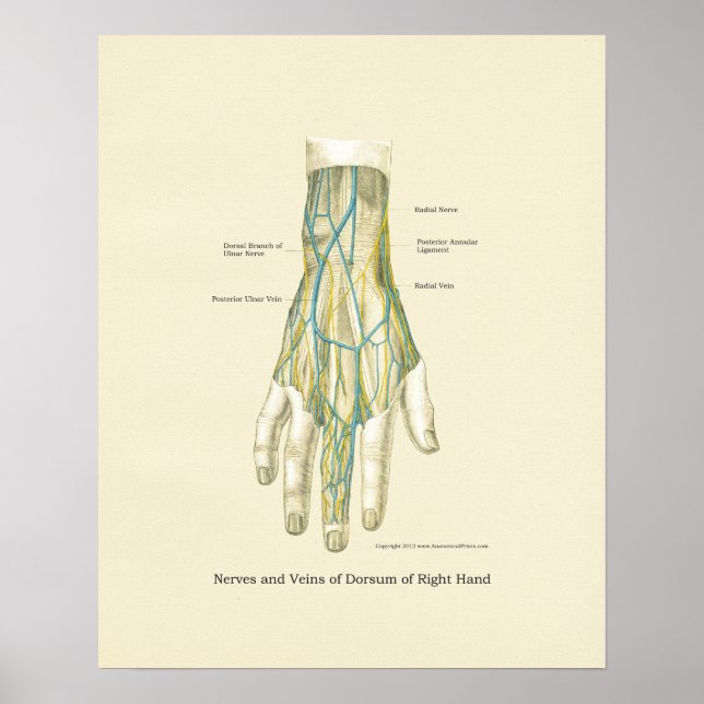 Póster Poster de anatomía interna de mano y muñeca (Frente)
