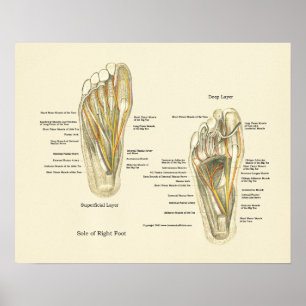 Póster Poster de anatomía interna de pie