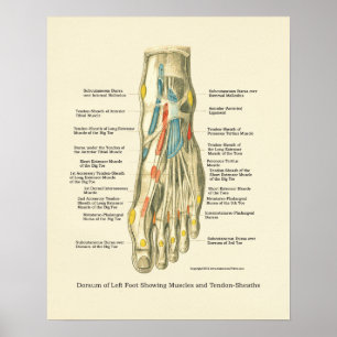 Póster Poster de anatomía interna de pie y ángulo