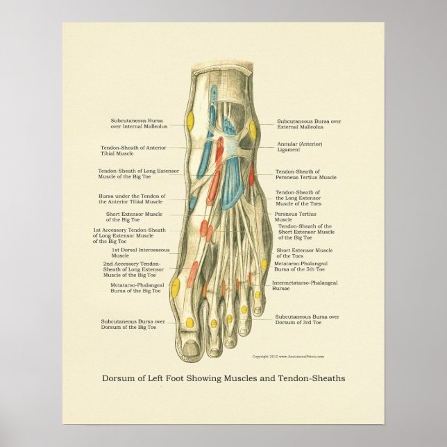 Póster Poster de anatomía interna de pie y ángulo (Frente)