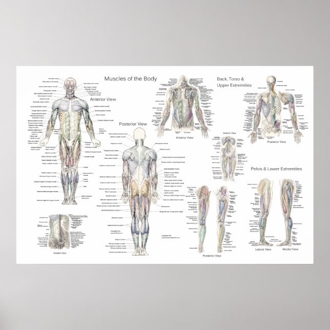 Póster Poster de anatomía muscular - Anterior, posterior  (Frente)