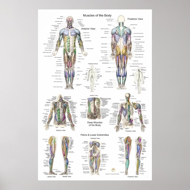 Póster Poster de anatomía muscular anterior posterior (Frente)