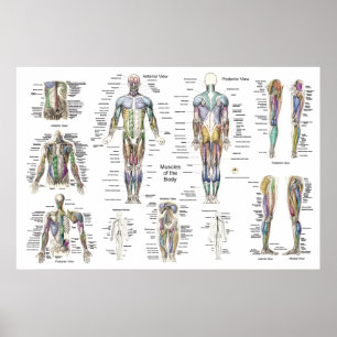 Póster Poster de anatomía muscular anterior, posterior y 