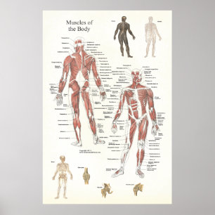 Póster Poster de anatomía muscular - anterior y posterior