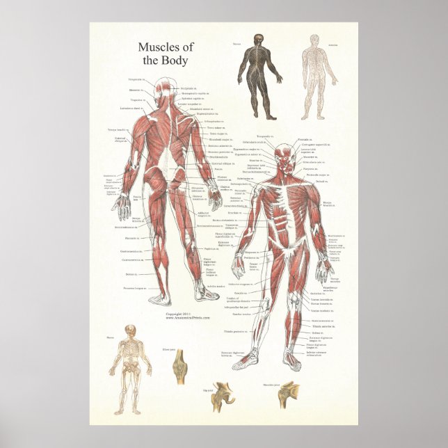 Póster Poster de anatomía muscular - anterior y posterior (Frente)