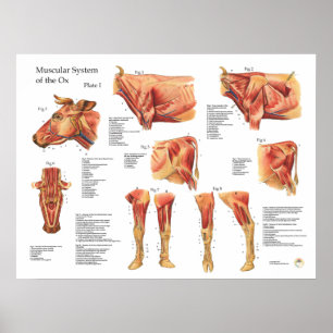Póster Poster de anatomía muscular bovina