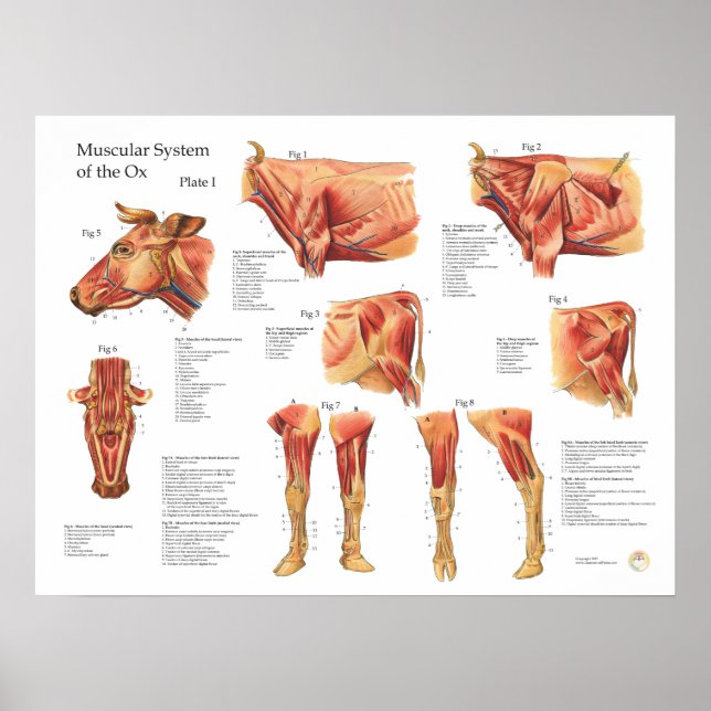 Póster Poster de anatomía muscular bovina (Frente)