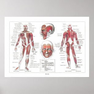 Póster Poster de anatomía muscular en francés