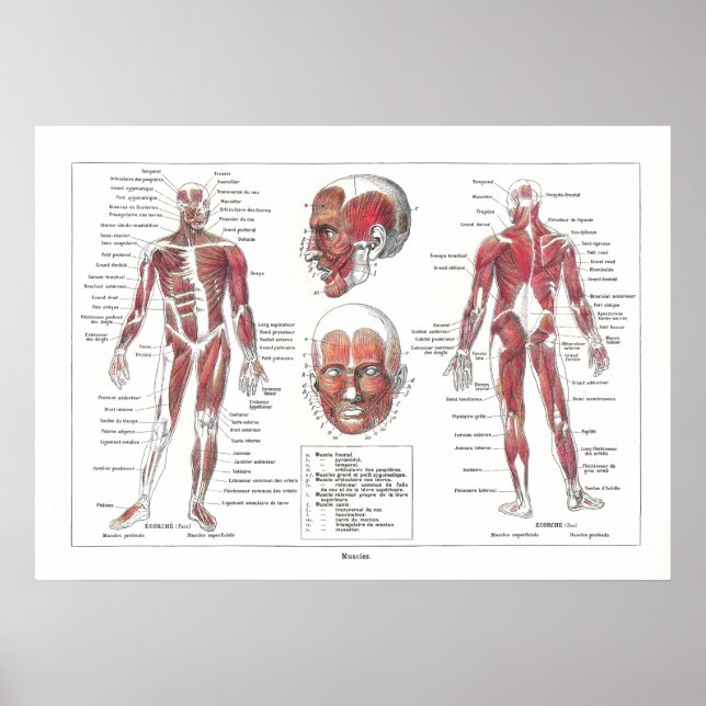 Póster Poster de anatomía muscular en francés (Frente)