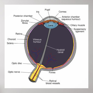 Póster Poster de Anatomía ocular