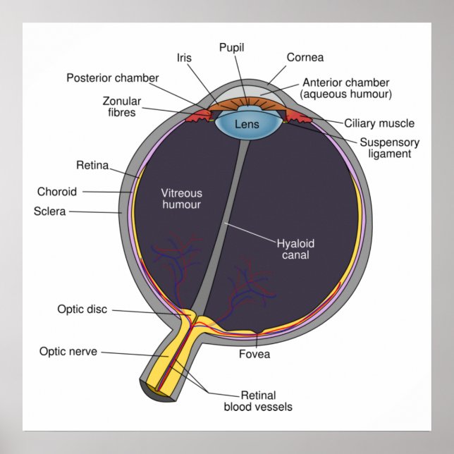 Póster Poster de Anatomía ocular (Frente)