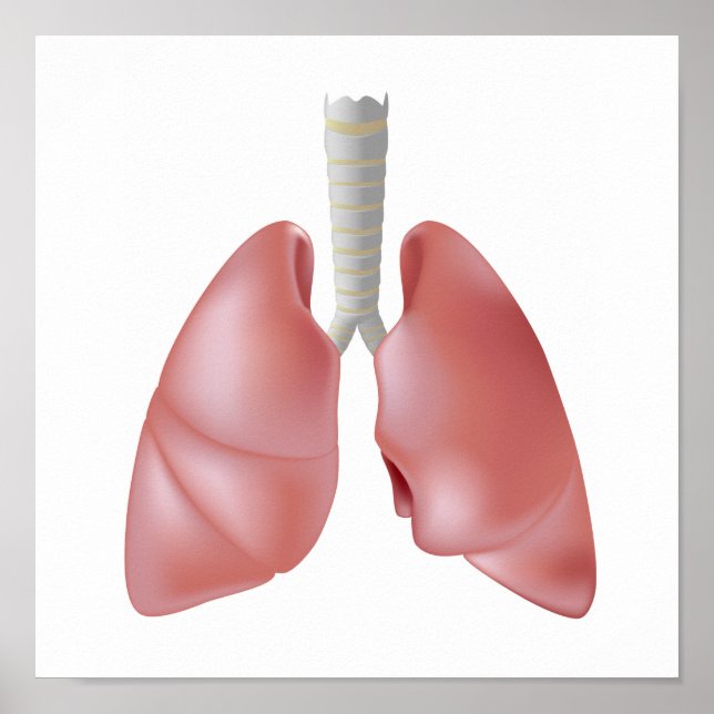 Póster Poster de anatomía pulmonar humana (Frente)