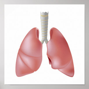 Póster Poster de anatomía pulmonar humana