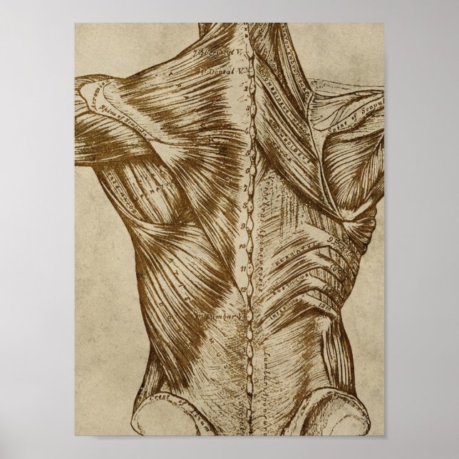 Póster Poster de anatomía trasera vintage Músculos médico (Frente)