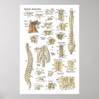 Póster Poster de anatomía vertebral y vertebral de 24" X