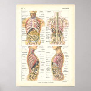 Póster Poster de Anatomía Viscera y Abdominal