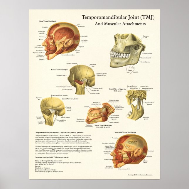 Póster Poster de Anatomía y Adjuntos Musculares de TMJ (Frente)