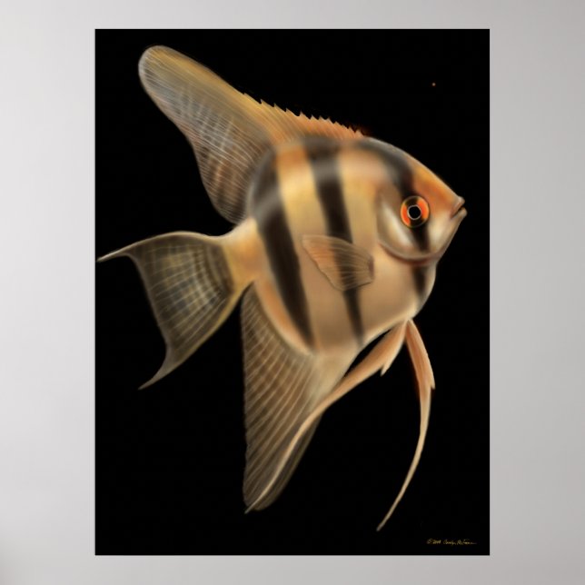 Póster Poster de Angelfish de agua dulce (Frente)
