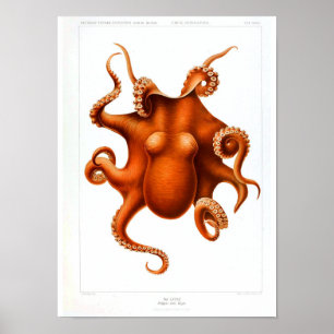 Póster Poster de animales de cosecha - Octopus