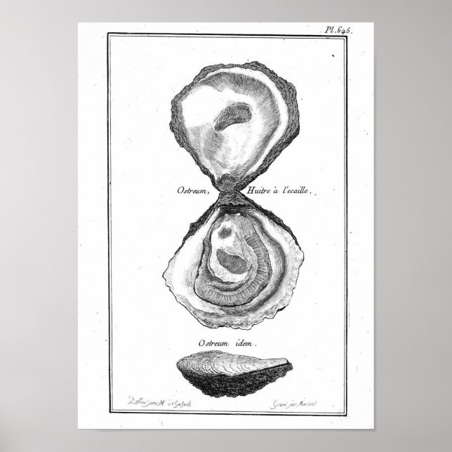 Póster Poster de animales de la cosecha - Ostrador (Frente)