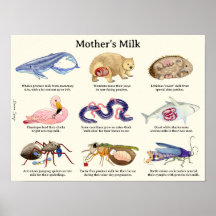 Poster de animales de la leche materna