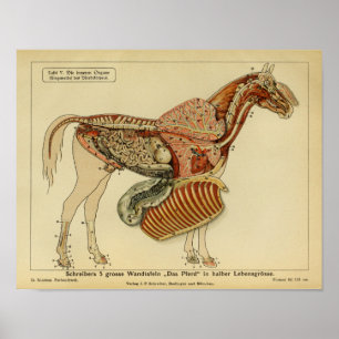 Póster Poster de anuncios de anatomía de caballos de époc