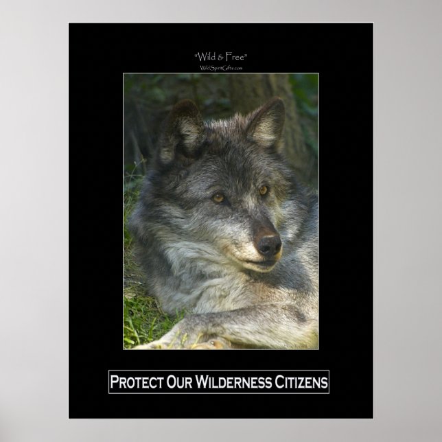 Póster POSTER de Apoyo a la Vida Silvestre GRAY WOLF (Frente)