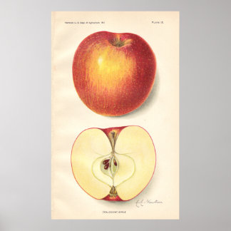 Póster Poster de Apple Opalescente Vintage