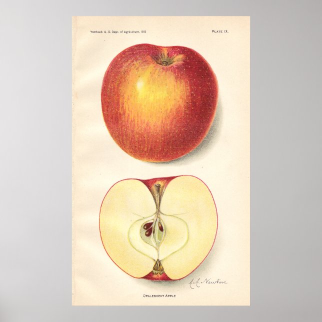 Póster Poster de Apple Opalescente Vintage (Frente)