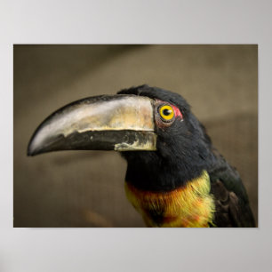 Póster Poster de Aracari