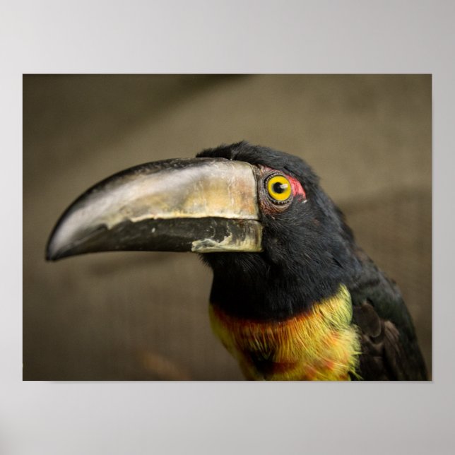 Póster Poster de Aracari (Frente)