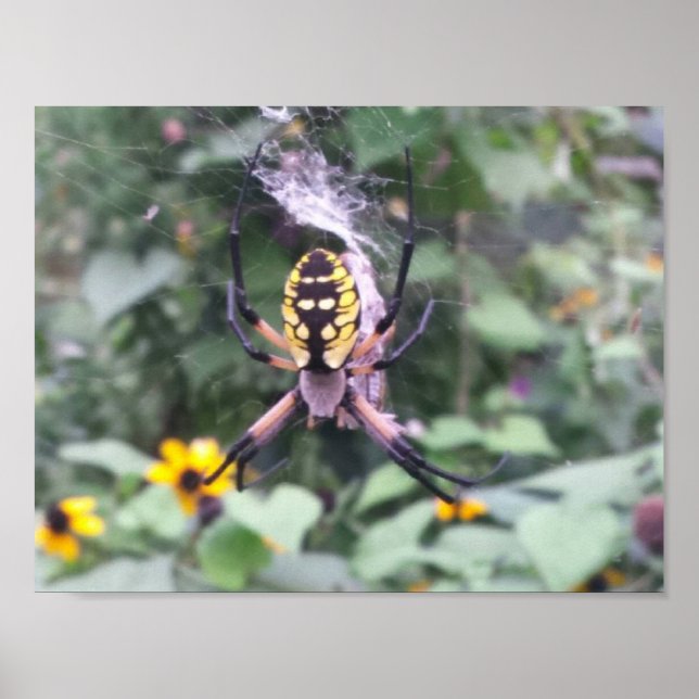 Póster Poster de araña de jardín negro y amarillo (Frente)