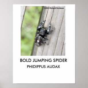 Póster Poster de araña de salto en negrita
