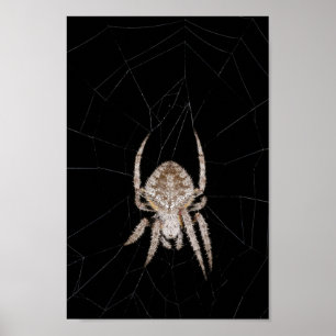 Póster Poster de araña de tejedor orbital