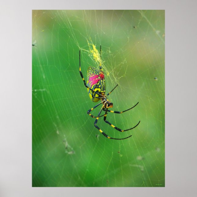 Póster Poster de Araña de Weaver de Orb Dorado (Frente)