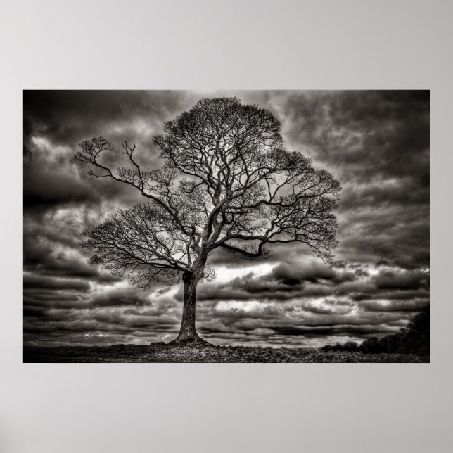 Póster Poster de árbol atemporal en blanco y negro (Frente)