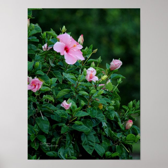 Póster Poster de árbol de flores rosado Hibiscus (Frente)