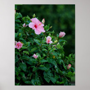 Póster Poster de árbol de flores rosado Hibiscus