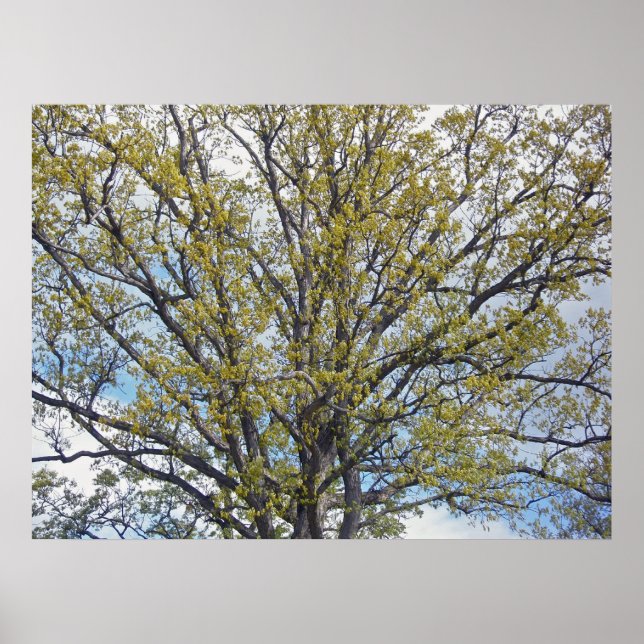 Póster Poster de árbol de nueces (Frente)